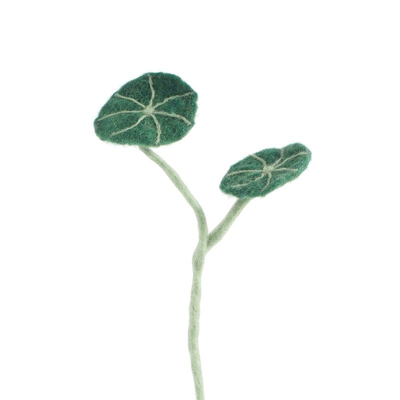 Aveva - Endless flower - Stephania