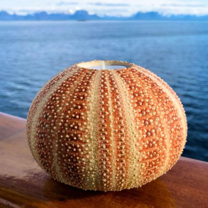 Nyt Lofoten - Kråkebollelys stor