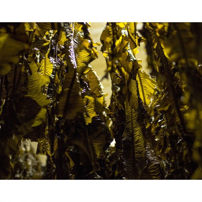 Hovedbilde Lofoten Seaweed - Wakame 25 gram
