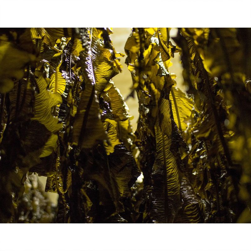 Lofoten Seaweed - Wakame 25 gram